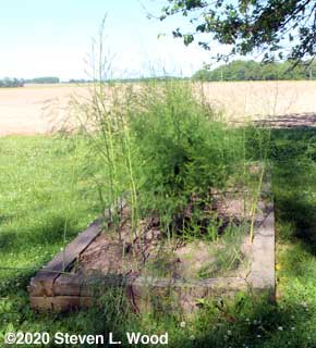 Our raised bed of asparagus