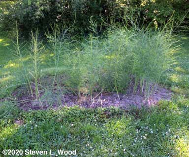 Bonnie's Asparagus Patch (which we pick)