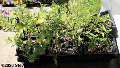 Tomato and pepper transplants