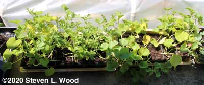 Melon and squash transplants