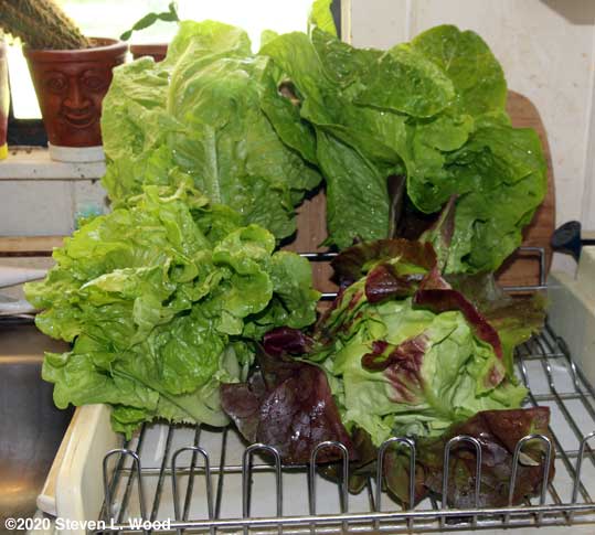Lettuce drying on dish drainer