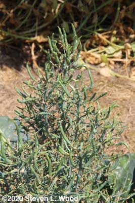 Seed pods on Goliath broccoli plant