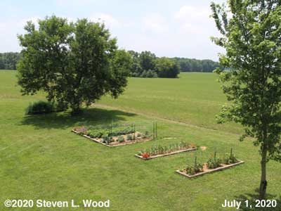 Our Senior Garden - July 1, 2020
