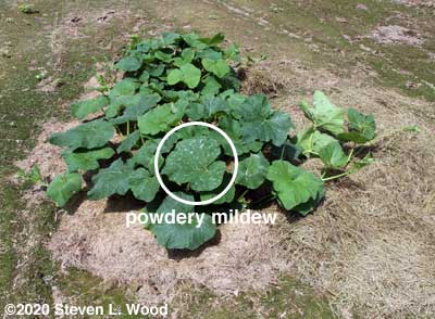 Butternut leaf showing powdery mildew