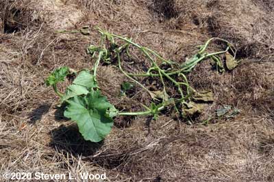Minnesota Midget cantaloupe hill damaged