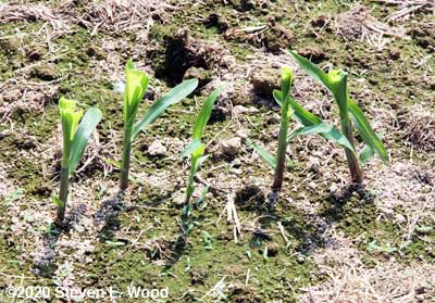 Sweet corn nipped by deer