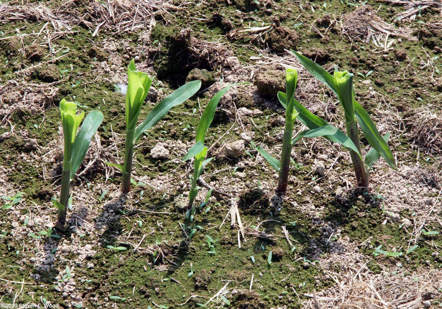 The Old Guy's Garden Blog - July, 2020