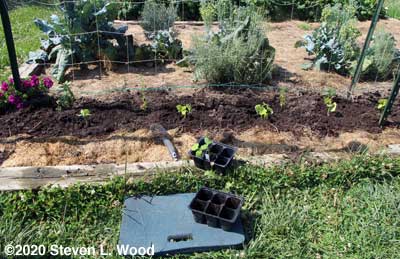 Transplanting cucumbers and snapdragons