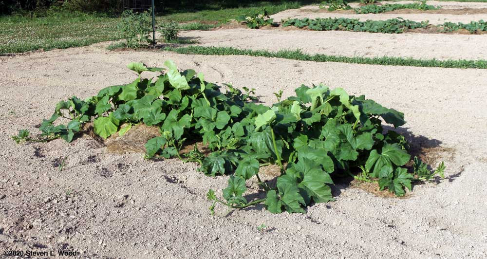 Pumpkin vines