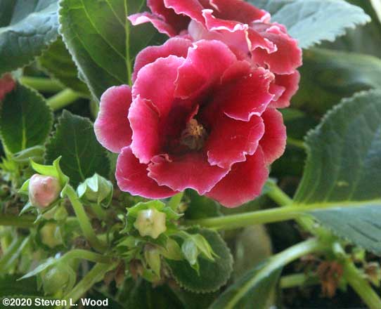 Red gloxinia bloom