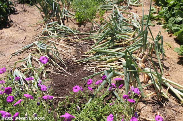 Onions falling over