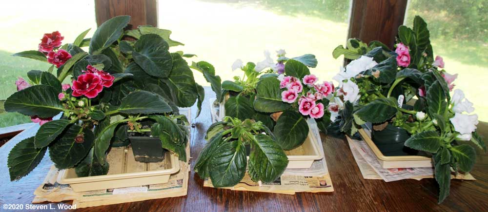 Gloxinias in bloom on our dining room table