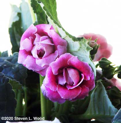 Double gloxinia blooms