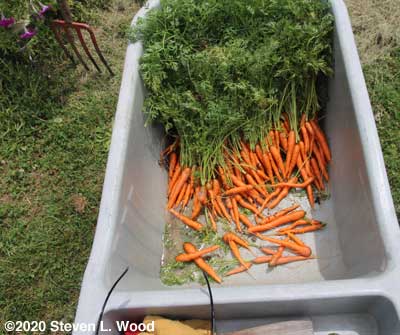 Carrots in garden cart