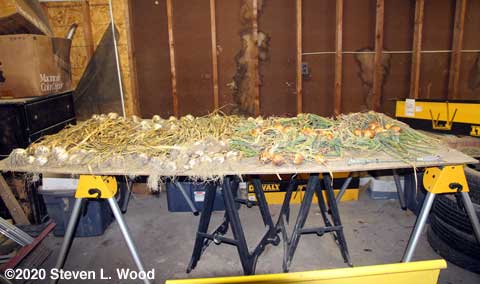 Drying/curing table filled with garlic and onions
