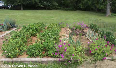 Green beans and onions still in main raised bed