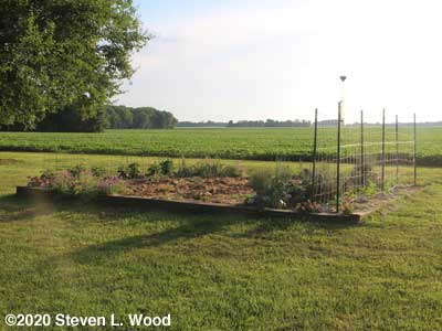 Main raised bed - July 17, 2016