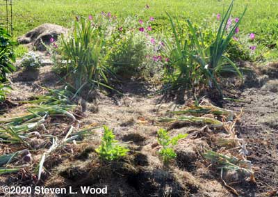 Celery and onion plants