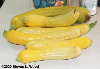Pretty yellow squash