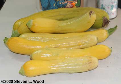 Our first yellow squash of the season