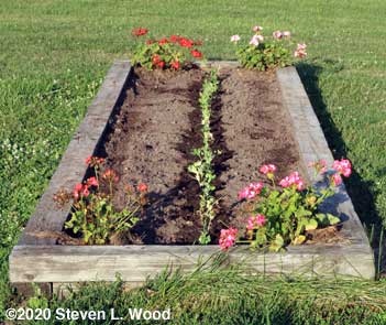 Pea and kale bed