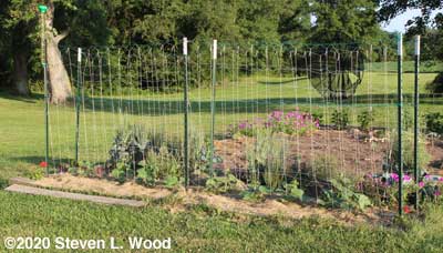 Japanese Long Pickling cucumbers doing well