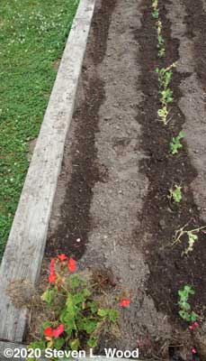 Kale and pea bed