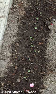 Kale emerging