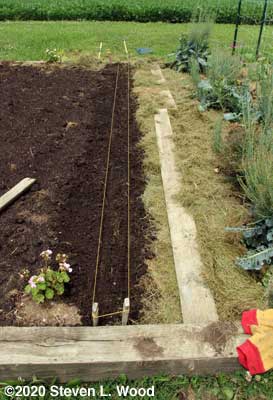 Carrot rows strung and shallow furrows made