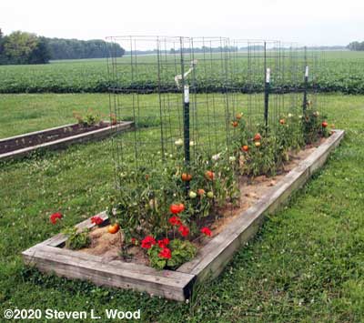 Earlirouge tomato row