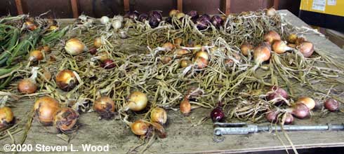 Right side of drying/curing table with onions