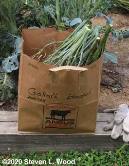 Broccoli bagged, ready for storage/drying in basement