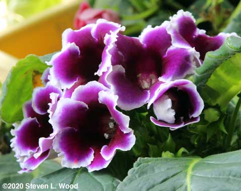 Purple and white gloxinia blooms