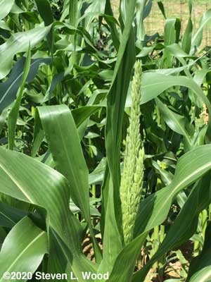 Sweet corn tasselling