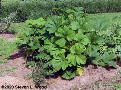 Hill of Slick Pik yellow squash