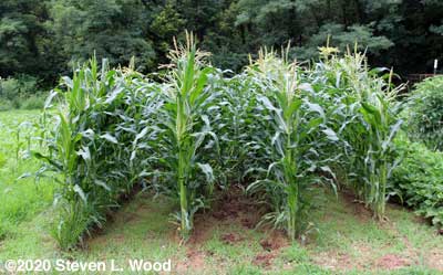 Sweet corn rows