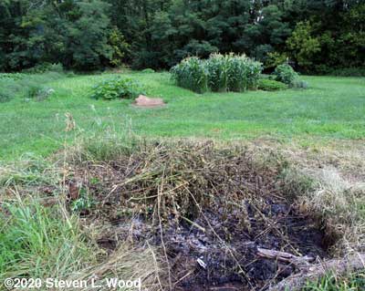 Burn pile with East Garden in background