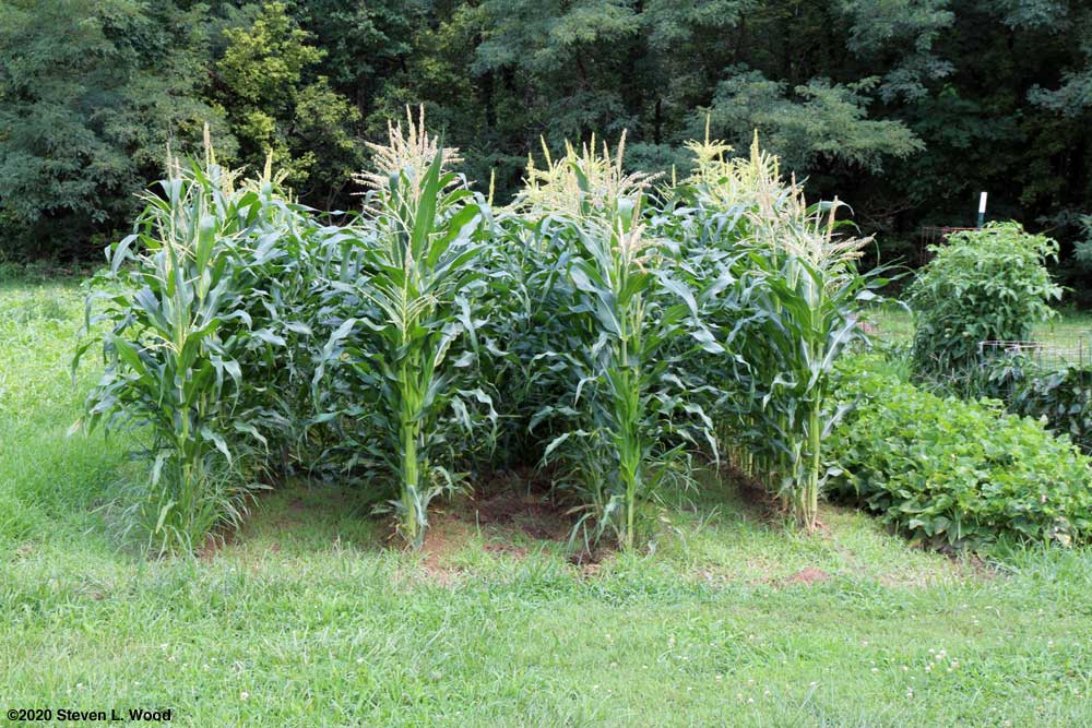 Our sweet corn patch - August 2, 2020