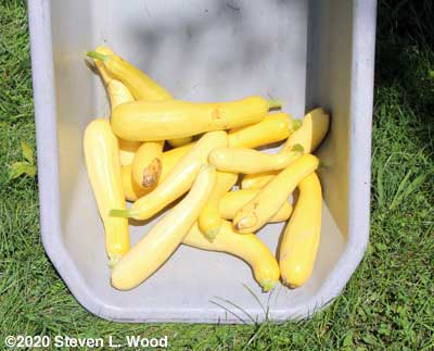 Slick Pik yellow squash