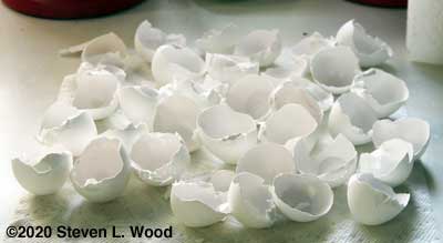 Egg shells