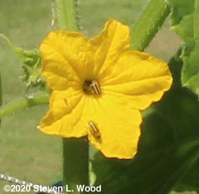Striped cucumber beetles on a cucumber bloom
