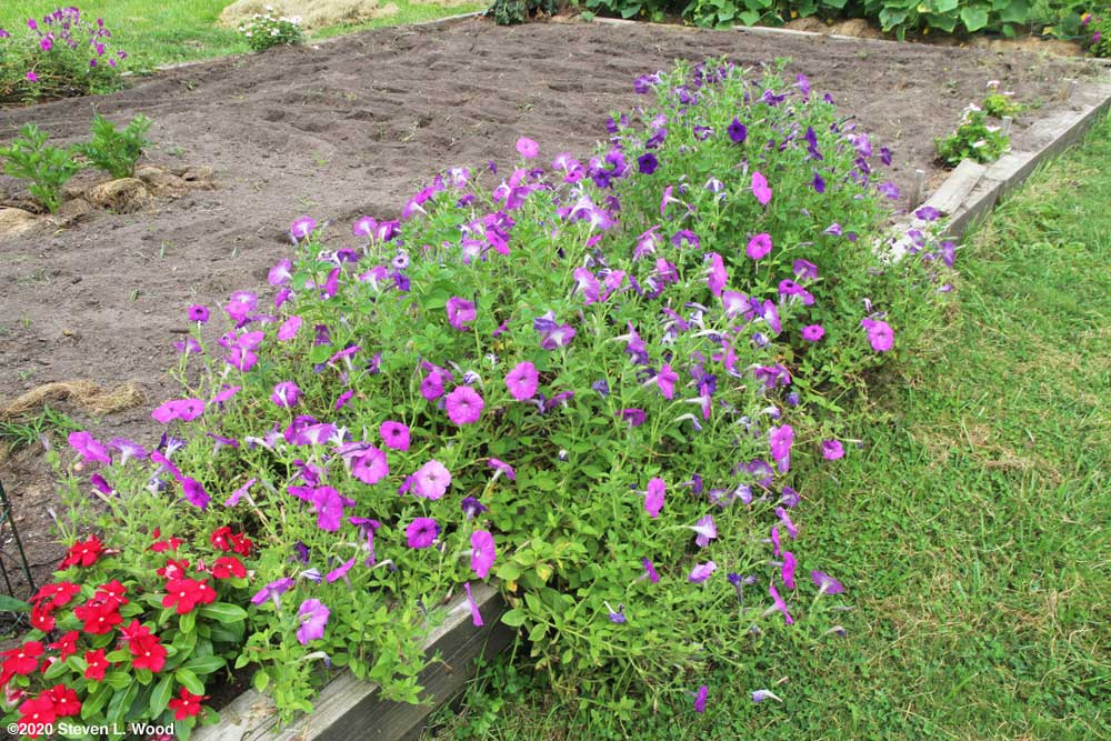 Perseverance petunias