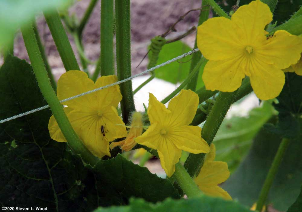 Cucumber blossoms with a striped cucumber beetle