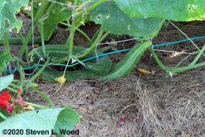 First cucumbers of the season
