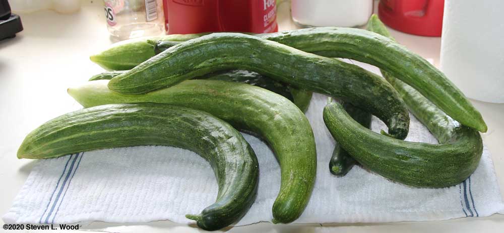 Japanese Long Pickling cucumbers