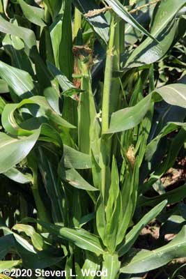 Sweet corn ears silking