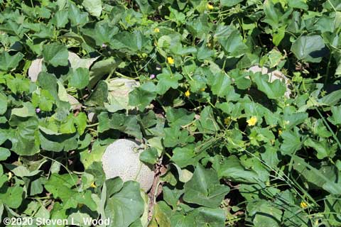 Cantaloupes showing through leaf cover