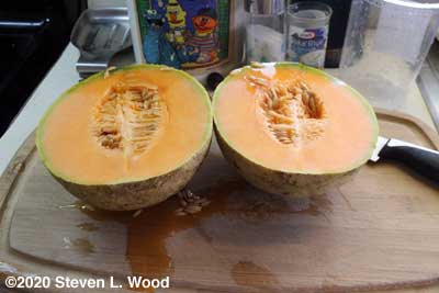Cut Sugar Cube cantaloupe