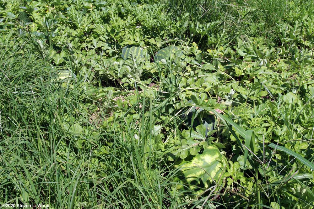 Crimson Sweet watermelons (I think)