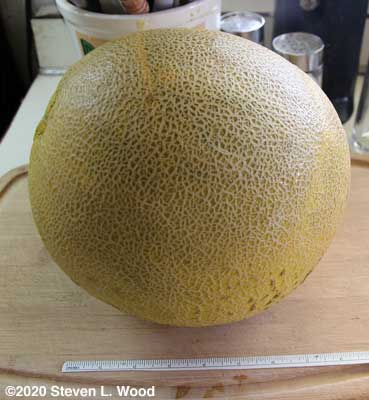 Huge Passport honeydew